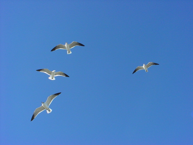 Surfside-December2003 108