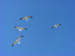 Surfside-December2003 108