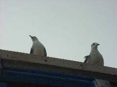 DSC04662.JPG